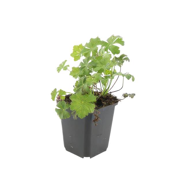 Geranium cant. 'Biokovo' - ↕10-25cm - Ø9cm  - 40x  BotanicBridge