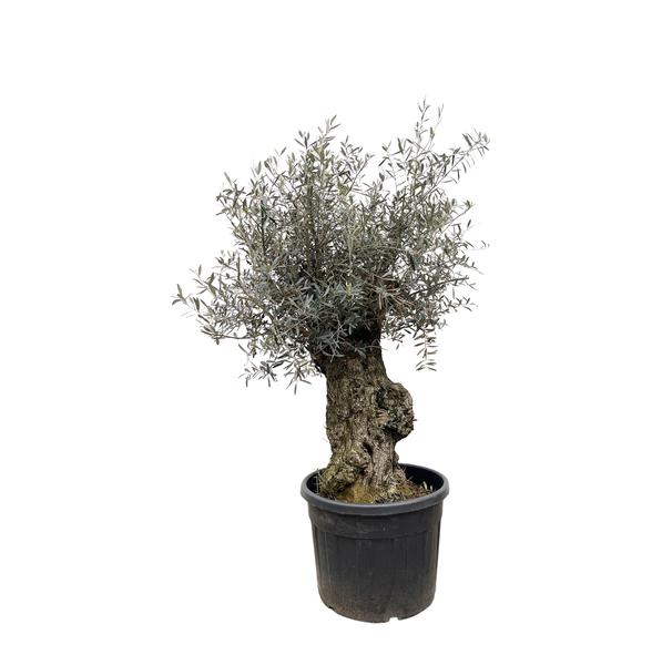 Olea Europaea Bonsai - 250cm- Ø65  BotanicBridge