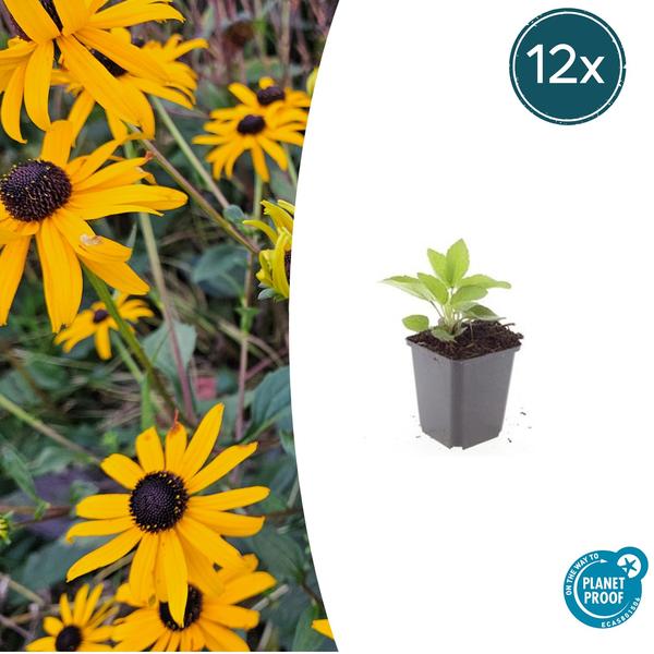 Rudbeckia fulgida 'Goldsturm' - ↕10-25cm - Ø9cm - 12x  BotanicBridge