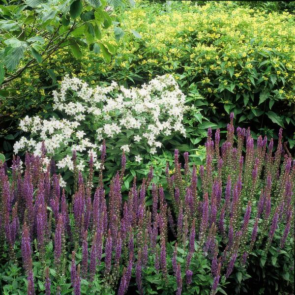 Salvia nem. 'Ostfriesland' - ↕10-25cm - Ø9cm - 12x  BotanicBridge