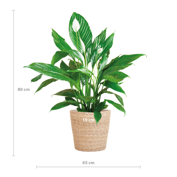 Spathiphyllum met Mand Sofia naturel - 80cm - Ø21  BotanicBridge