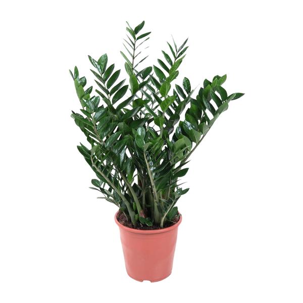 Zamioculcas Zamiifolia - 100 cm - ø27  BotanicBridge