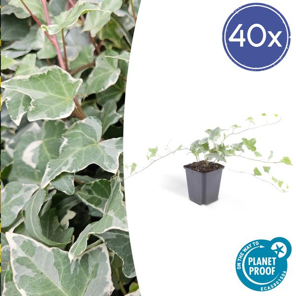 Hedera helix 'Glacier' - ↕10-25cm - Ø9cm - 40x  BotanicBridge