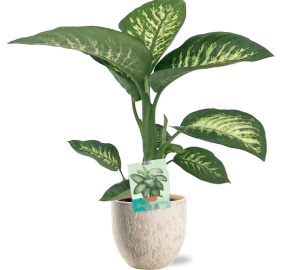 Dieffenbachia Seguine Tropic Snow - Ø19cm - ↕70cm + Sem Pot D20x18cm - Beige  BotanicBridge