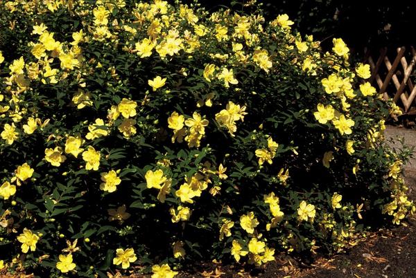 Hypericum 'Hidcote' - ↕10-25cm - Ø9cm - 20x  BotanicBridge