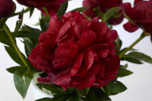 Paeonia 'Henry' - 10x  BotanicBridge