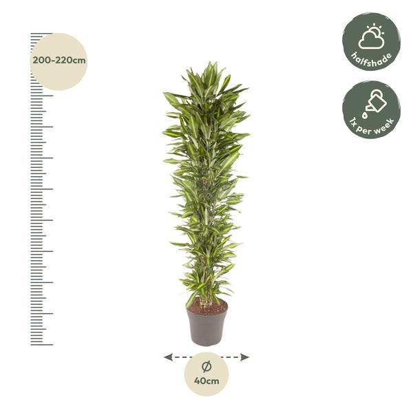 Dracaena Cintho vertakt - 210 cm - ø40  BotanicBridge