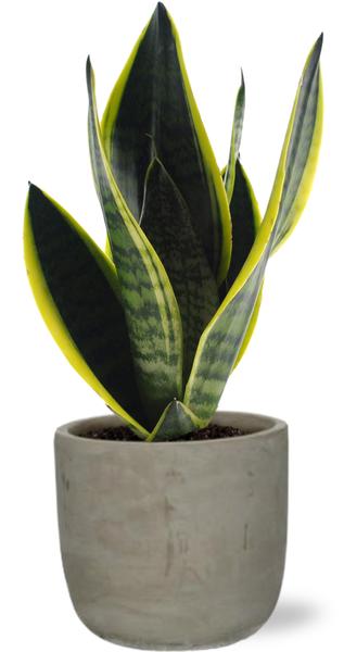 Sansevieria Futura Superba - Ø12cm - ↕30cm +  Stone Rond D13,5x13cm - Grijs  BotanicBridge