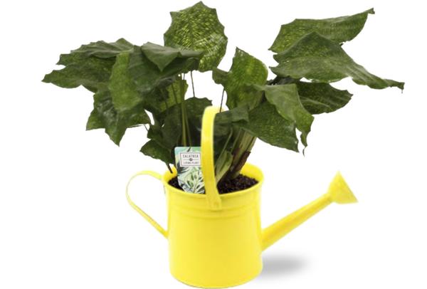 Calathea Network - Ø14cm - ↕30cm + Gieter D14,5x14,5cm - Geel  BotanicBridge