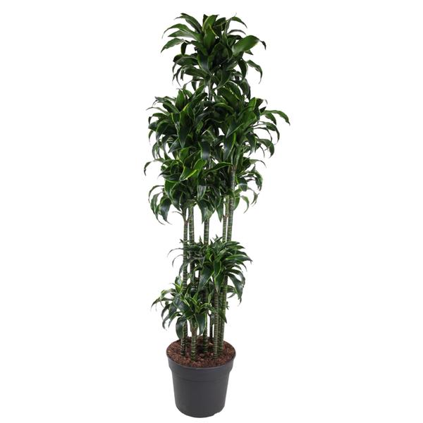 Dracaena Dorado Carrousel - 200 cm - ø40  BotanicBridge