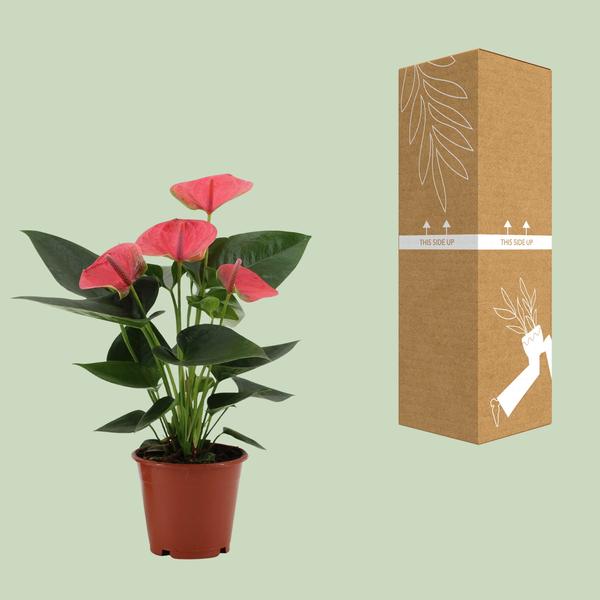 Anthurium Sweet Dream In Transparant Sleeve - Ø12cm - ↕36cm  BotanicBridge