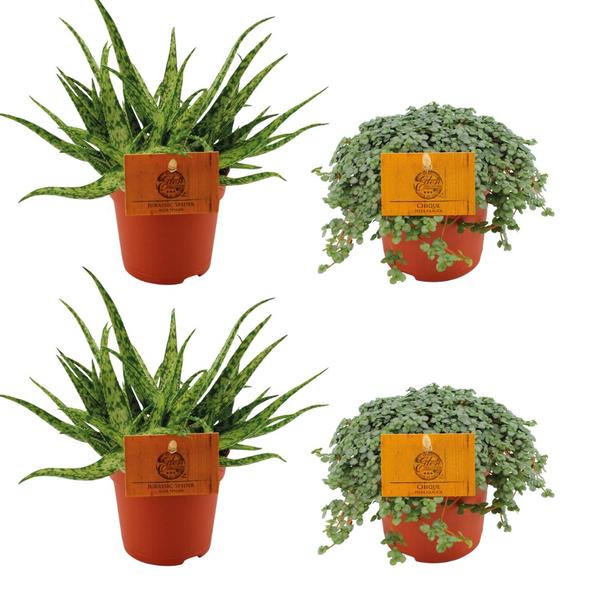 2x Aloe Spider + 2x Pilea Glauca - 4 stuks - Ø10.5cm - ↕10cm  BotanicBridge