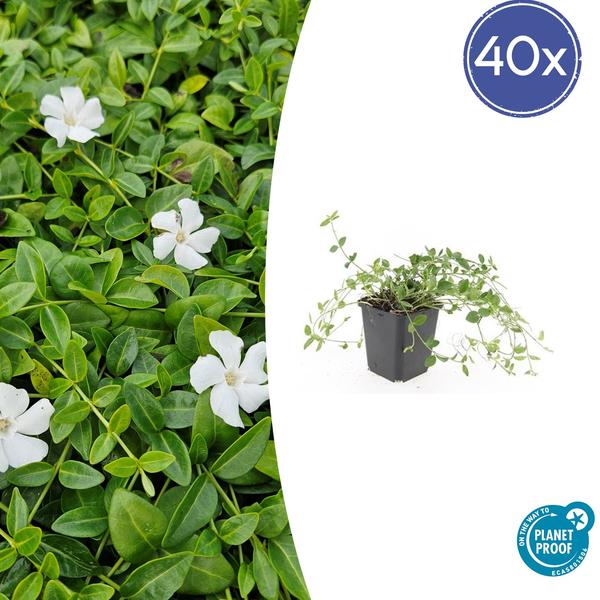 Vinca minor 'Gertrude Jekyll' - ↕10-25cm - Ø9cm - 40x  BotanicBridge