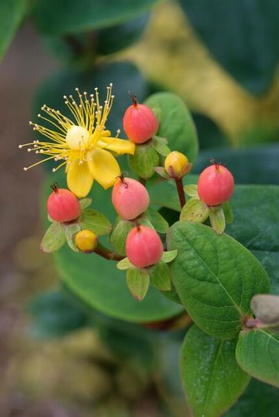 Hypericum inodorum 'Annebel' - ↕10-25cm - Ø9cm - 12x  BotanicBridge