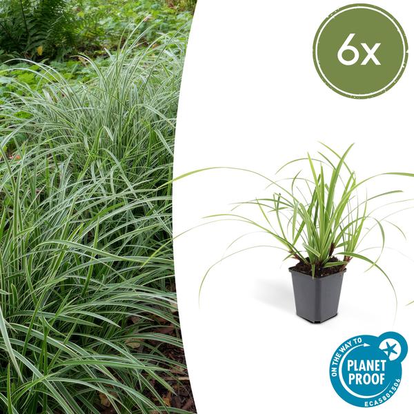 Carex morrowii 'Ice Dance' - ↕10-25cm - Ø9cm - 6x  BotanicBridge