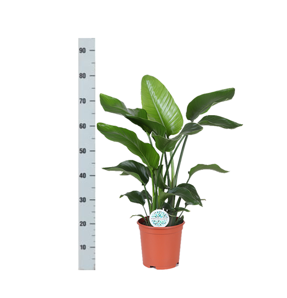 Strelitzia Nicolai - Ø21cm - ↕80cm  BotanicBridge