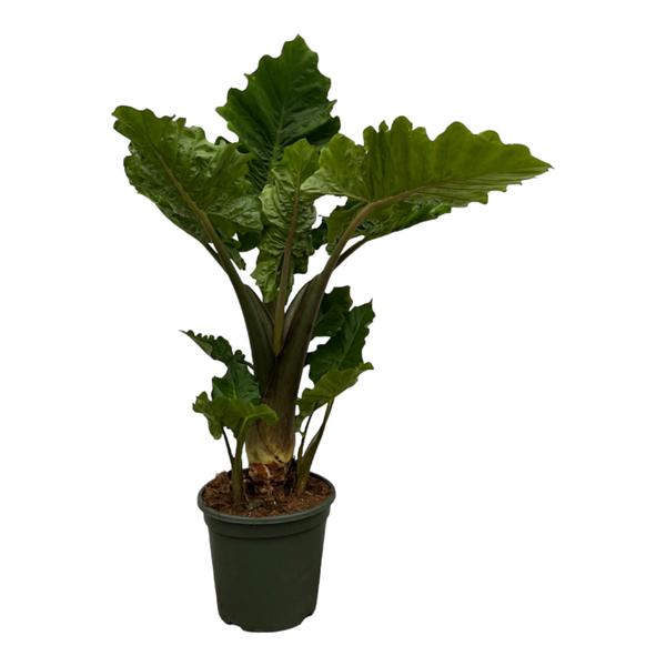 Alocasia Low Raider - 75 cm - Ø26cm  BotanicBridge