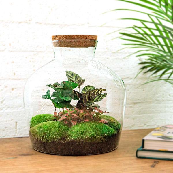 DIY terrarium - Fat Joe Coffea - ↕ 30 cm - Normal  BotanicBridge