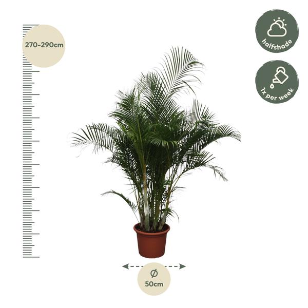 Dypsis Lutescens (Areca Palm) - 280 cm - ø50  BotanicBridge