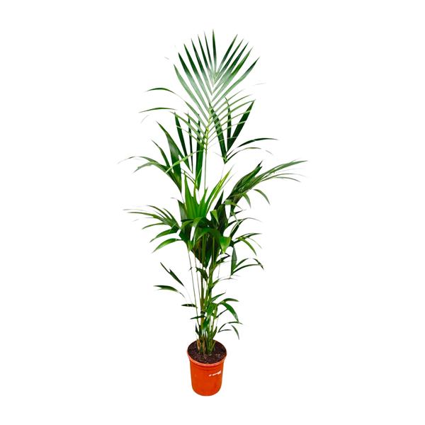 Kentia palm - 180cm - ⌀24  BotanicBridge