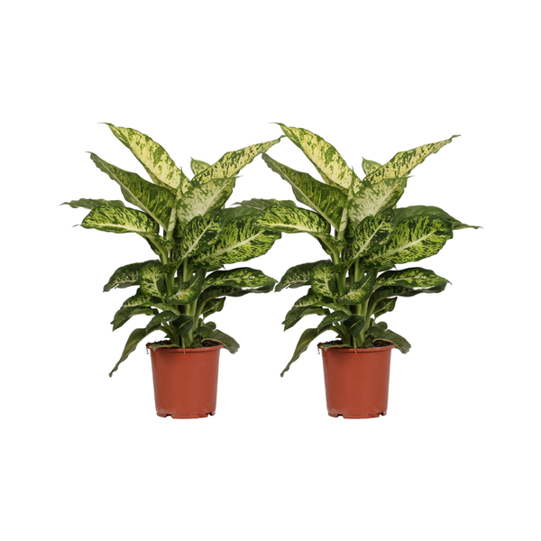 Dieffenbachia Mars - 2 stuks - Ø17cm - ↕50cm  BotanicBridge