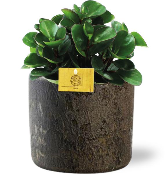 Peperomia Burning Bush - Ø15cm - ↕25cm + Maas Pot D16x14cm - Bruin  BotanicBridge