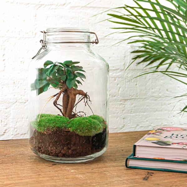 DIY terrarium - Jar - Ficus Ginseng bonsai - ↕ 28 cm - Rake + Shovel + Tweezer + Scissors  BotanicBridge