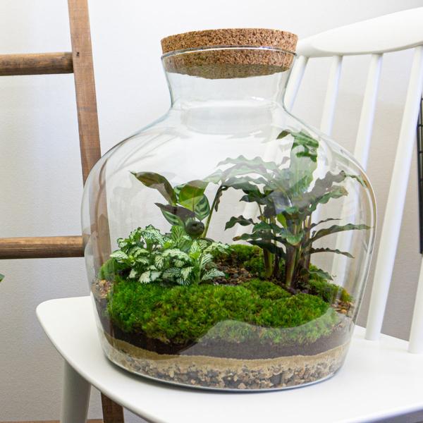 DIY terrarium -  Fat Joe - ↕ 30 cm - Rake + Shovel + Tweezer + Scissors  BotanicBridge