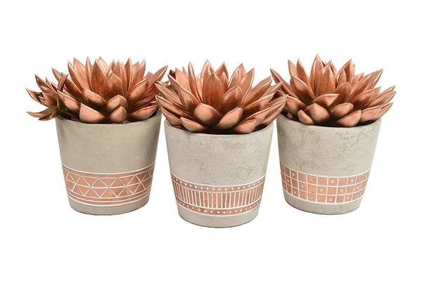 Echeveria Coloured Bronze in Cement Copper Ceramics - 3 stuks - Ø10,5cm - ↕15cm  BotanicBridge