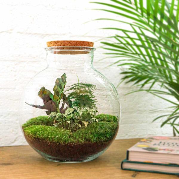 DIY terrarium - Bolder Bob - ↕ 30 cm - Rake + Shovel + Tweezer + Scissors  BotanicBridge