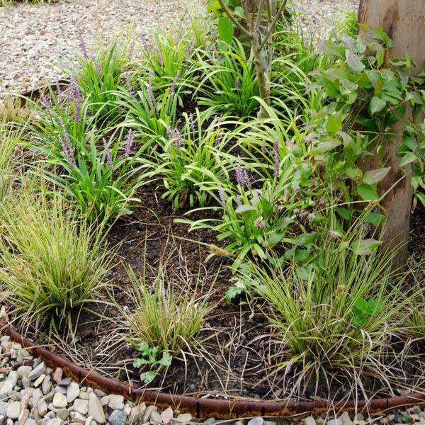 6 x Carex brunnea Variegata - Ø 14 cm - ↨ 25 cm  BotanicBridge