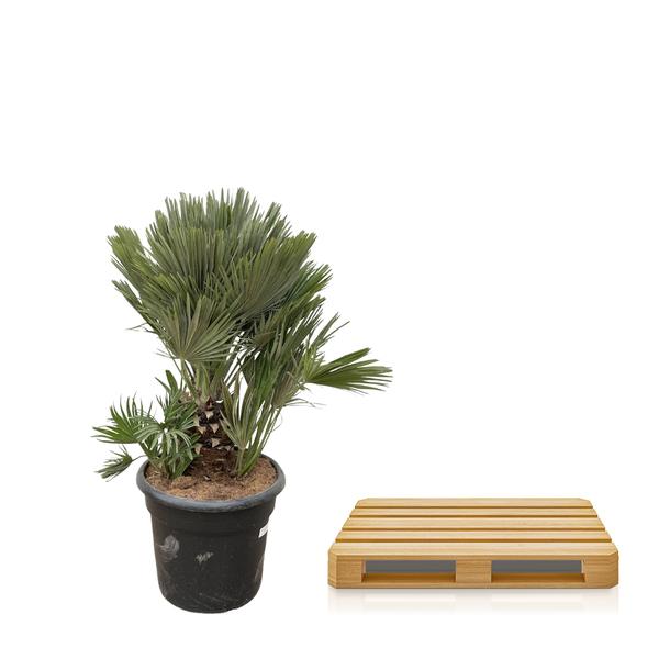 Chamaerops Humilis compact - 100cm - ø45  BotanicBridge