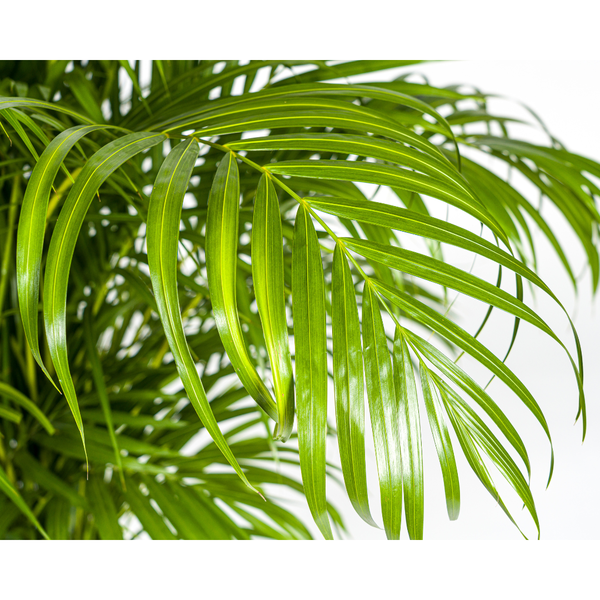 Dypsis lutescens Ø27cm - ↕180cm  BotanicBridge