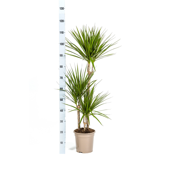 Dracaena Marginata Green Ø21cm - ↕120cm  BotanicBridge