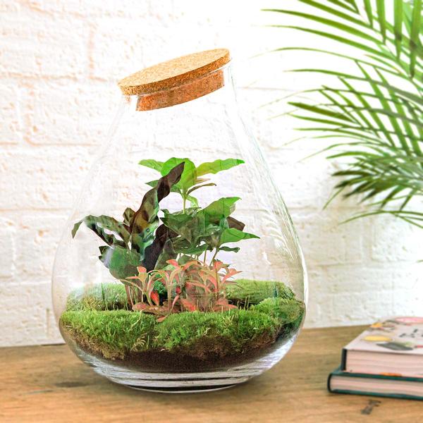 DIY terrarium - Drop XL Rood - ↕ 37 cm - Rake + Shovel + Tweezer + Scissors  BotanicBridge