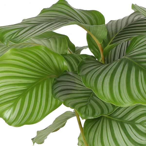 Calathea Orbifolia Ø21cm - ↕70cm  BotanicBridge