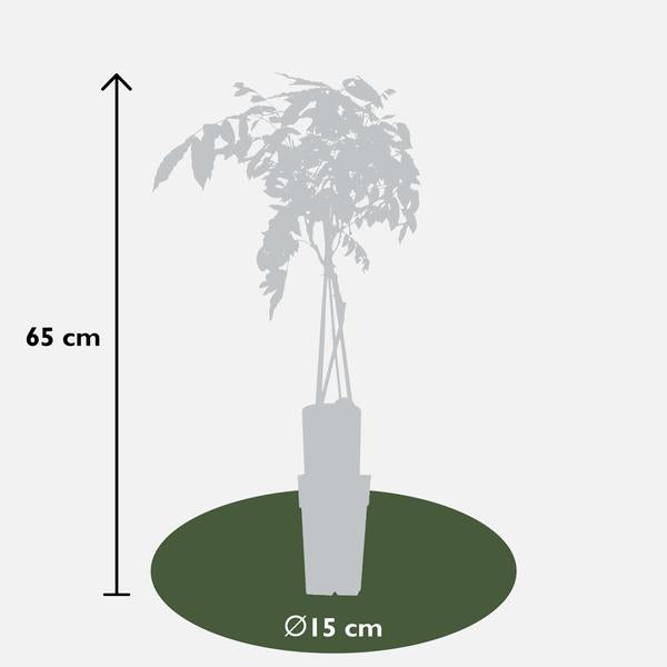 2x Wisteria sinensis 'Prolific' - ↨65cm - Ø15  BotanicBridge