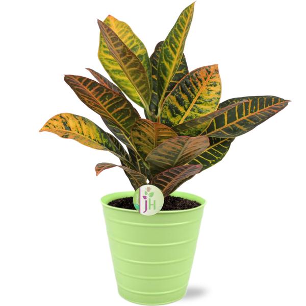 Codiaeum Petra - Ø17cm - ↕45cm + Bodhi Pot D18x17cm - Groen  BotanicBridge