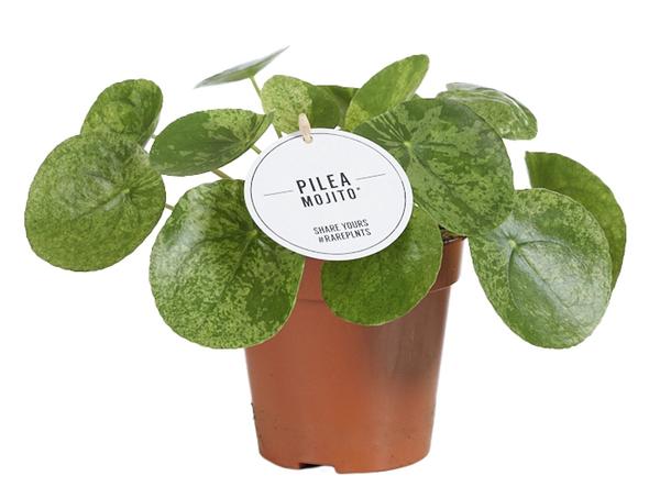 Pilea Mojito - Ø13cm - ↕20cm  BotanicBridge