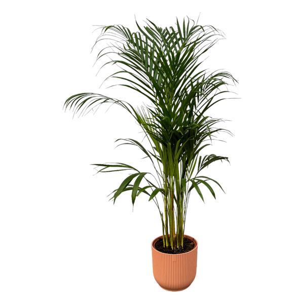 Areca palm - ↨110cm - Ø21cm inclusief elho Vibes Fold Round roze D22xH20  BotanicBridge