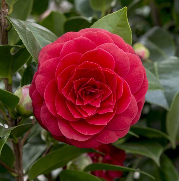 Camellia jap. 'Black Lace' - ↨65cm - Ø19cm  BotanicBridge