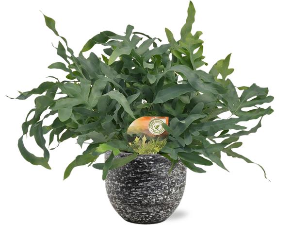 Phlebodium Blue Star - Ø17cm - ↕60cm + Tim Pot D18x16cm - Zwart Wit  BotanicBridge