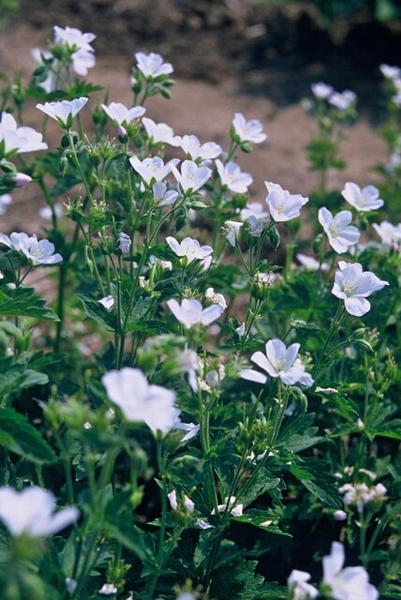 Geranium sang. 'Album' - ↕10-25cm - Ø9cm - 6x  BotanicBridge