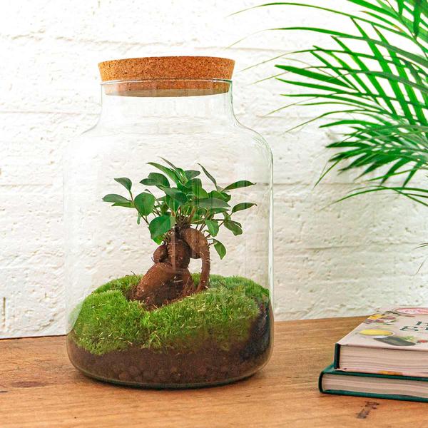 DIY terrarium - Milky met bonsai - ↕ 30 cm  - Rake + Shovel  BotanicBridge