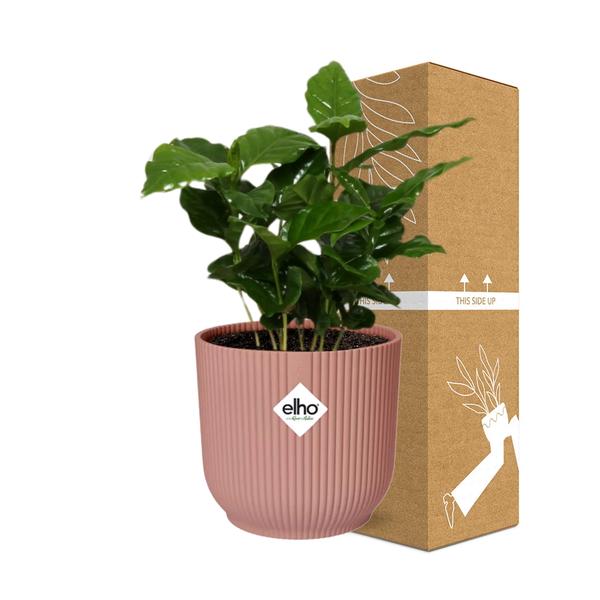 Coffea Arabica in ELHO Vibes Fold 14cm roze  BotanicBridge