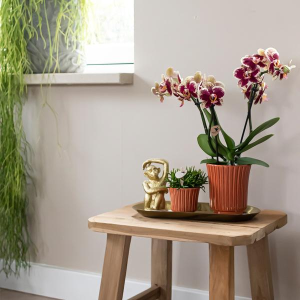 Kolibri Orchids | Plantenset Culture Cocktail terracotta small | Groene planten met Phalaenopsis orchidee in Retro terracotta sierpotten en gouden dienblad  BotanicBridge