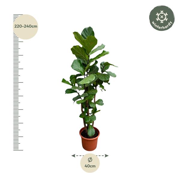 Ficus Lyrata vertakt XXL - 230cm - ø40  BotanicBridge