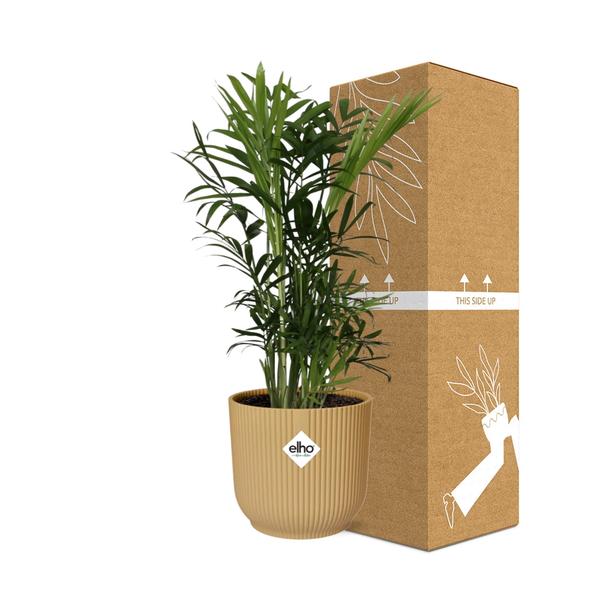 Chamaedorea Elegans in ELHO Vibes Fold 14cm geel  BotanicBridge