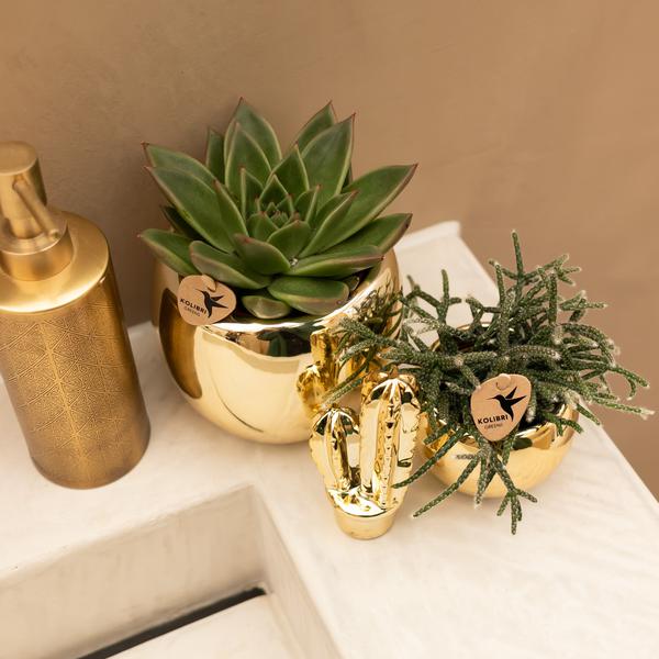 Kolibri Home | Ornament - Decoratie beeld Cactus - Gold  BotanicBridge