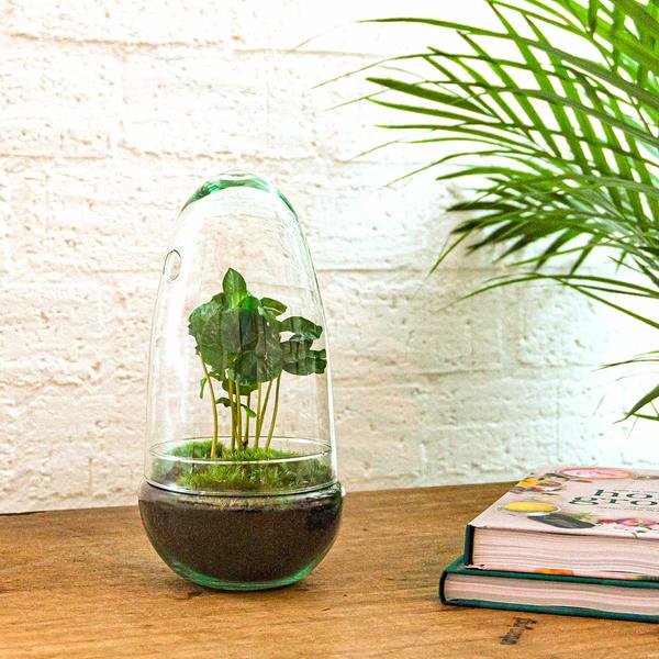 DIY terrarium - Egg Coffea Arabica - ↕ 25 cm  BotanicBridge